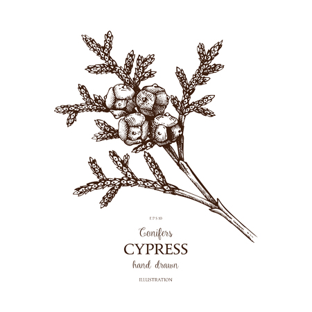 Vintage Cypress illustration. Hand drawn Cypress sketch on white background. Vector conifer tree.のイラスト素材