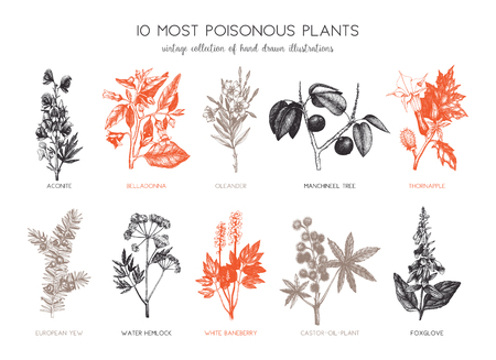 Botanical hand drawn illustration. Vintage noxious plants sketch set isolated on white.のイラスト素材