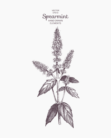 Vector hand drawn spearmint illustration. Vintage spearmint flower sketch. Botanical drawingのイラスト素材