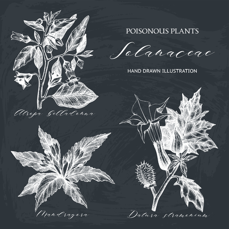 Nightshade family plants illustration - Angel's trumpet, Belladonna and Mandrake. Poisonous flowers set isolated on chalkのイラスト素材