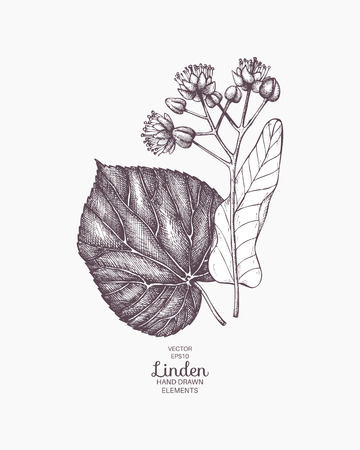 Vector hand drawn linden illustration. Vintage lime tree flower sketch. Botanical drawingのイラスト素材