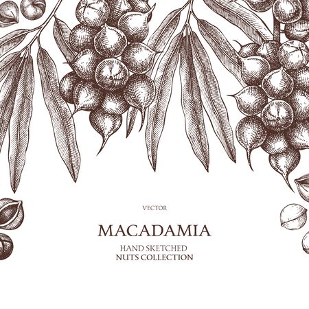 Macadamia vector design. Hand drawn food template. Nut trees sketches. Organic vegetarian product.のイラスト素材