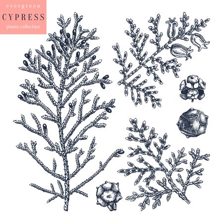 Evergreen tree botanical drawings. Hand drawn conifer plant.のイラスト素材