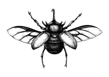 Hand sketched five-horned rhinoceros beetle. Insects collection. Isolated entomological illustration on white background. Insects drawing. Black and white rhinoceros beetle sketch. Realistic style outlineのイラスト素材