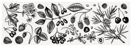 Summer berry seamless pattern. Hand drawn berries background. With fresh fruit: strawberry,...