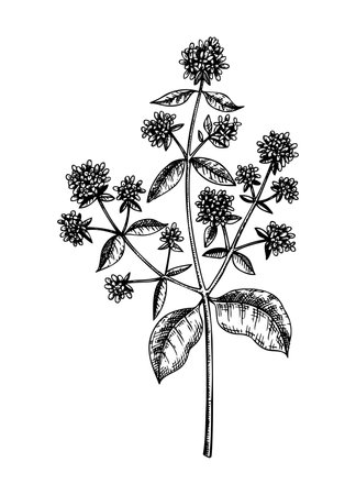 Hand sketched origanum botanical illustration with leaves and flowers. Wild marjoran - hand-drawn medical herbs and spices. Engraved style herbal plant on white background. Healthy tea ingredientsのイラスト素材
