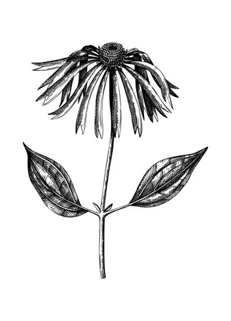 Medicinal plant - Coneflower - vintage illustration. Vector echinacea flowers. Botanical drawing in engraved style. Wild flower outline. For traditional medicine or herbal tea.のイラスト素材