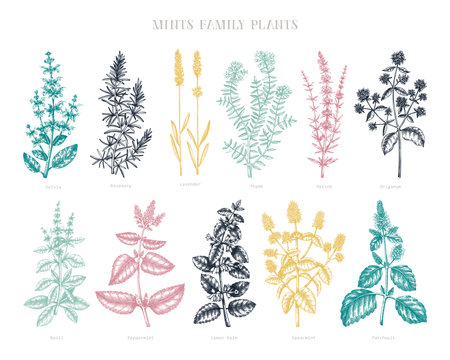 Mint family plants illustrations in color. Hand sketched aromatic and medicinal herb Botanical design elements. Herbal tea ingredients. Mints in vintage style. Perfect for recipe, label, packaging.のイラスト素材