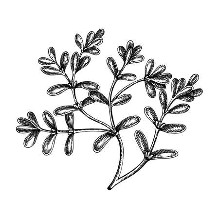 fresh purslane sketch. Garden herbs drawing. Organic green leaf vegetable. Hand-sketched pursley plant. Vector illustration of raw cultivated purslane. Perfect for grocery, markets, packaging, recipesのイラスト素材