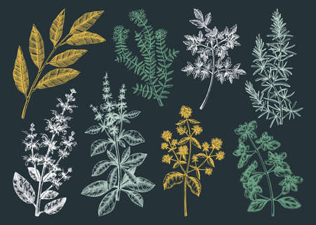 Vector collection of typical herbs and spices leaves. Hand-sketched kitchen herbal plants illustration. Aromatic food cooking ingredients collection. Hand-drawn herbs for Italian cuisineのイラスト素材