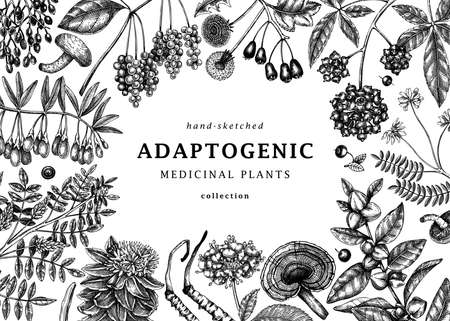 Adaptogenic plants background. Hand-sketched medicinal herbs, weeds, berries, leaves frame design. Perfect for brands, labels, packaging. Hand sketched adaptogens outlines. Botanical illustrations.のイラスト素材