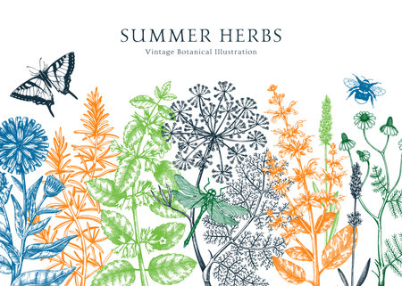 Vector herbs, flowers, meadows, insects background. Aromatic plants vintage banner. Medicinal herb sketches. Botanical design for cosmetics, perfumery, packaging. Herbal tea ingredients in colorのイラスト素材