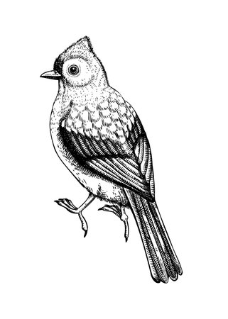 Tufted titmouse vector sketch. Hand drawn wildlife illustration in engraved style. Small gray bird isolated on white background. Black and white songbird drawing for print, poster, cardのイラスト素材