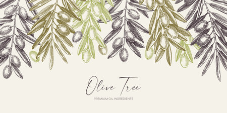 Olive branch background in color. Vector banner design with leaves and fruits sketches in vintage style. vegetable oil ingredients illustration. Olive plant border template for print or packagingのイラスト素材