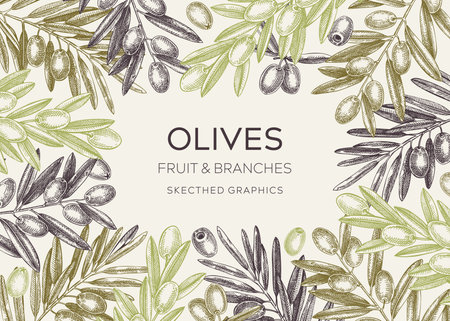 Sketched olive tree branches frame design. Hand drawn fruit and leaves background in engraved style. Vegetable oil ingredients banner template for print. Olive plant sketches in vintage colorsのイラスト素材