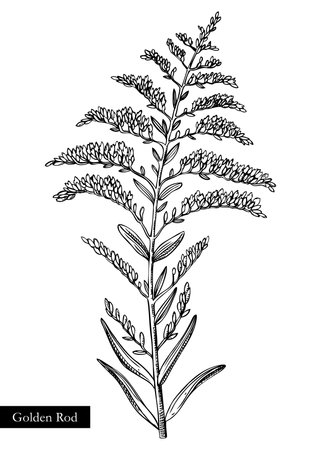 Goldenrod vector illustration. Hand drawn summer flower sketch. Wildflower drawing isolated on white background. Meadows or savannas flowering plant. Floral design element in engraved styleのイラスト素材