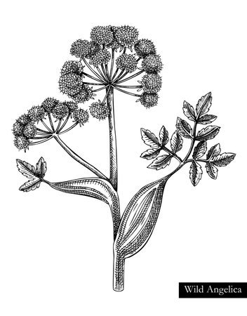 Wild angelica vector illustration. Hand drawn summer flower sketch. Wildflower drawing isolated on white background. Damp meadows or woodlands flowering plant. Floral design element in engraved styleのイラスト素材