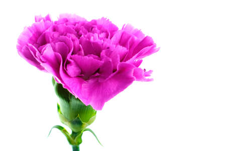 Beautiful purple blooming carnation flower isolated on wihte backgroundの写真素材
