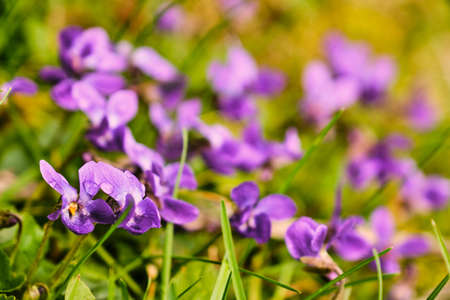 Beautiful blooming violet (viola odorata) flower in green on garden macroの写真素材