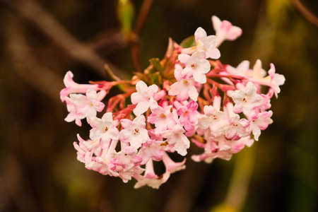 Beautiful blooming viburnum farreri flower shrub close up detailの写真素材