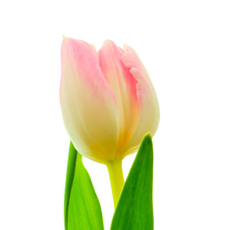 Beautiful multicolored pink, white and yellow tulip with green leaves isolated on white backgroundの写真素材