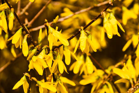 Beautiful blooming border forsythia shrub macro detailの写真素材