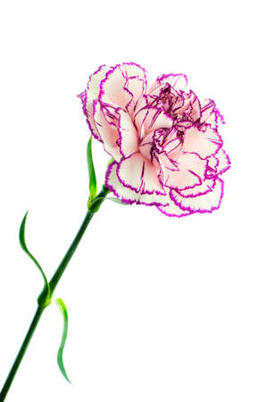 Beautiful blooming multicolored brindle white and purple carnation flower with leaves isolated on white backgroundの写真素材