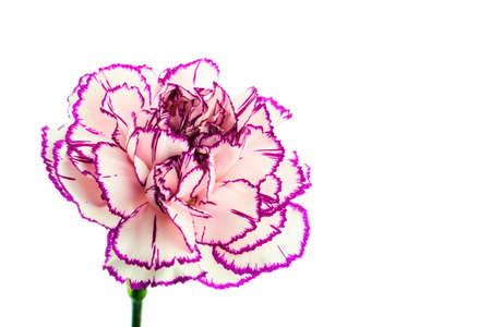 Beautiful blooming multicolored brindle white and purple carnation flower isolated on white backgroundの写真素材