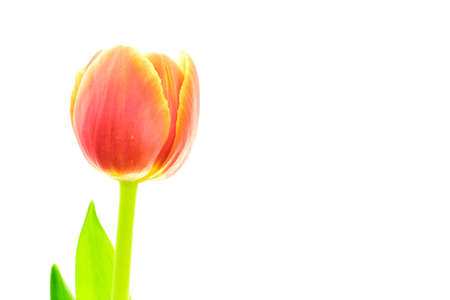 Beautiful blooming red and yellow multicolroed single tulip flower with green leaf isolated on white backgroundの写真素材