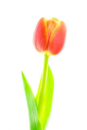 Beautiful blooming red and yellow multicolroed single tulip flower with green leaf isolated on white backgroundの写真素材