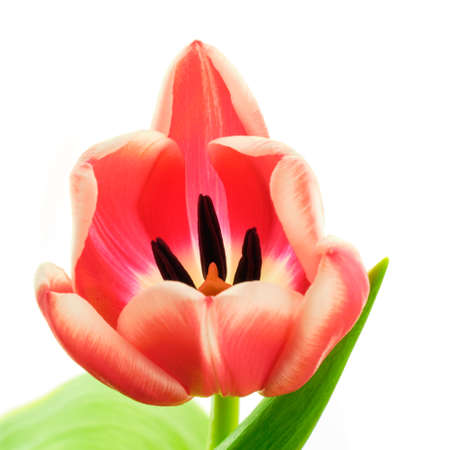 Beautiful coral red color blooming tulip flower with green leaf isolated on white backgroundの写真素材