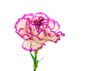 Beautiful multicolored purple and white carnation flower covered by drops isolated on white backgroundの写真素材