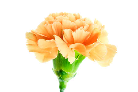 Beautiful blooming yellow carnation flower isolated on white backgroundの写真素材