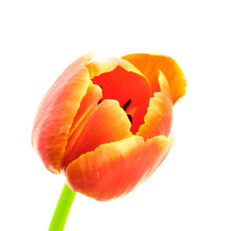 Beautiful blooming red and yellow multicolroed tulip flower isolated on white backgroundの写真素材