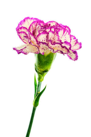 Beautiful multicolored purple and white carnation flower covered by drops isolated on white backgroundの写真素材