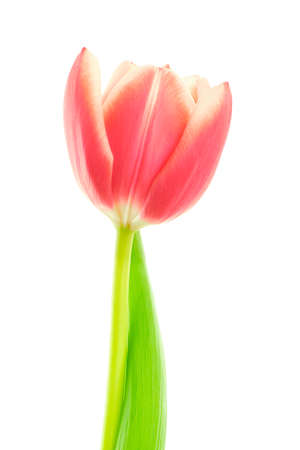 Beautiful coral red color blooming tulip flower with green leaf isolated on white backgroundの写真素材