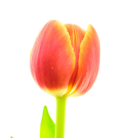 Beautiful blooming red and yellow multicolroed single tulip flower with green leaf isolated on white backgroundの写真素材
