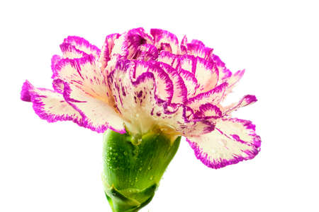 Beautiful multicolored purple and white carnation flower covered by drops isolated on white backgroundの写真素材