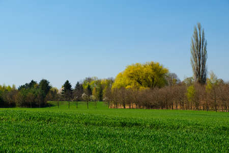 Green field with young wheat sprouts and blooming trees under blue sky at the edge of Prague in springの写真素材