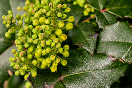 Mahonia aquifolium shrub macro detail - berries and leaves in springの写真素材
