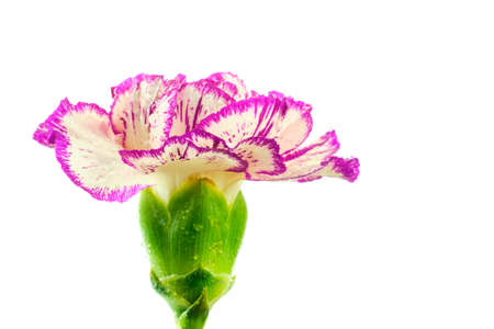 Beautiful multicolored purple and white carnation flower covered by drops isolated on white backgroundの写真素材