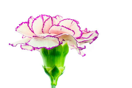 Beautiful blooming multicolored brindle white and purple carnation flower isolated on white backgroundの写真素材