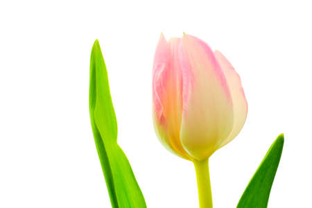 Beautiful multicolored pink, white and yellow tulip with green leaves isolated on white backgroundの写真素材