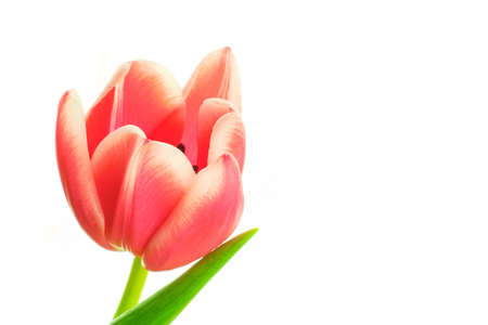 Beautiful coral red color blooming tulip flower with green leaf isolated on white backgroundの写真素材