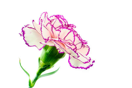 Beautiful blooming multicolored brindle white and purple carnation flower with leaves isolated on white backgroundの写真素材