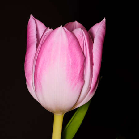 Beautiful blooming multicolored pink and white tulip flower with leaf on black backgroundの写真素材
