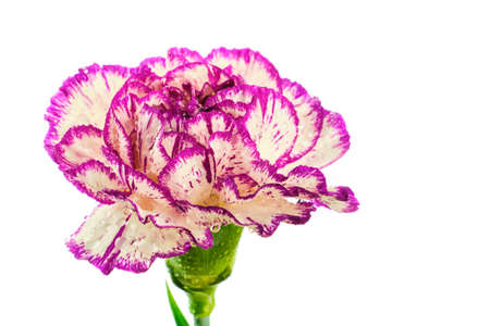 Beautiful multicolored purple and white carnation flower covered by drops isolated on white backgroundの写真素材