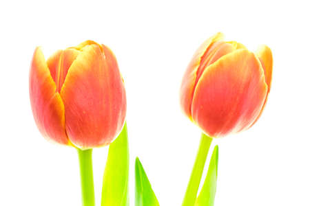 Beautiful two blooming red and yellow multicolroed tulip flower swith green leaves isolated on white backgroundの写真素材