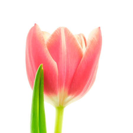 Beautiful coral red color blooming tulip flower with green leaf isolated on white backgroundの写真素材