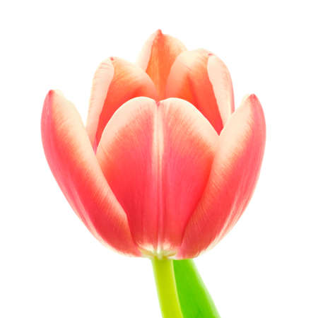 Beautiful coral red color blooming tulip flower with green leaf isolated on white backgroundの写真素材
